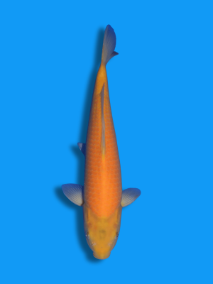 Karashigoi | Koi&Co.